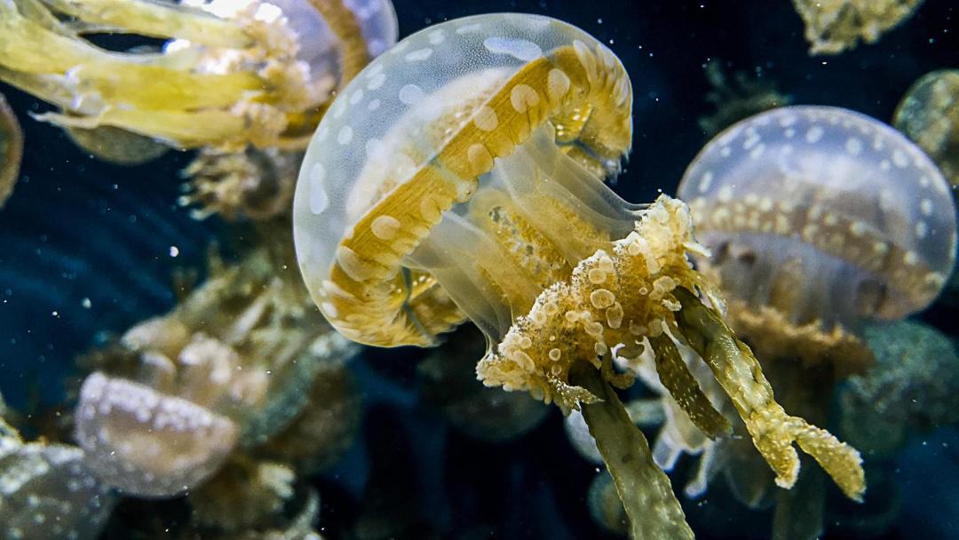 Photo of Others in Monterey
